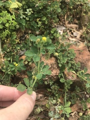 Medicago lupulina