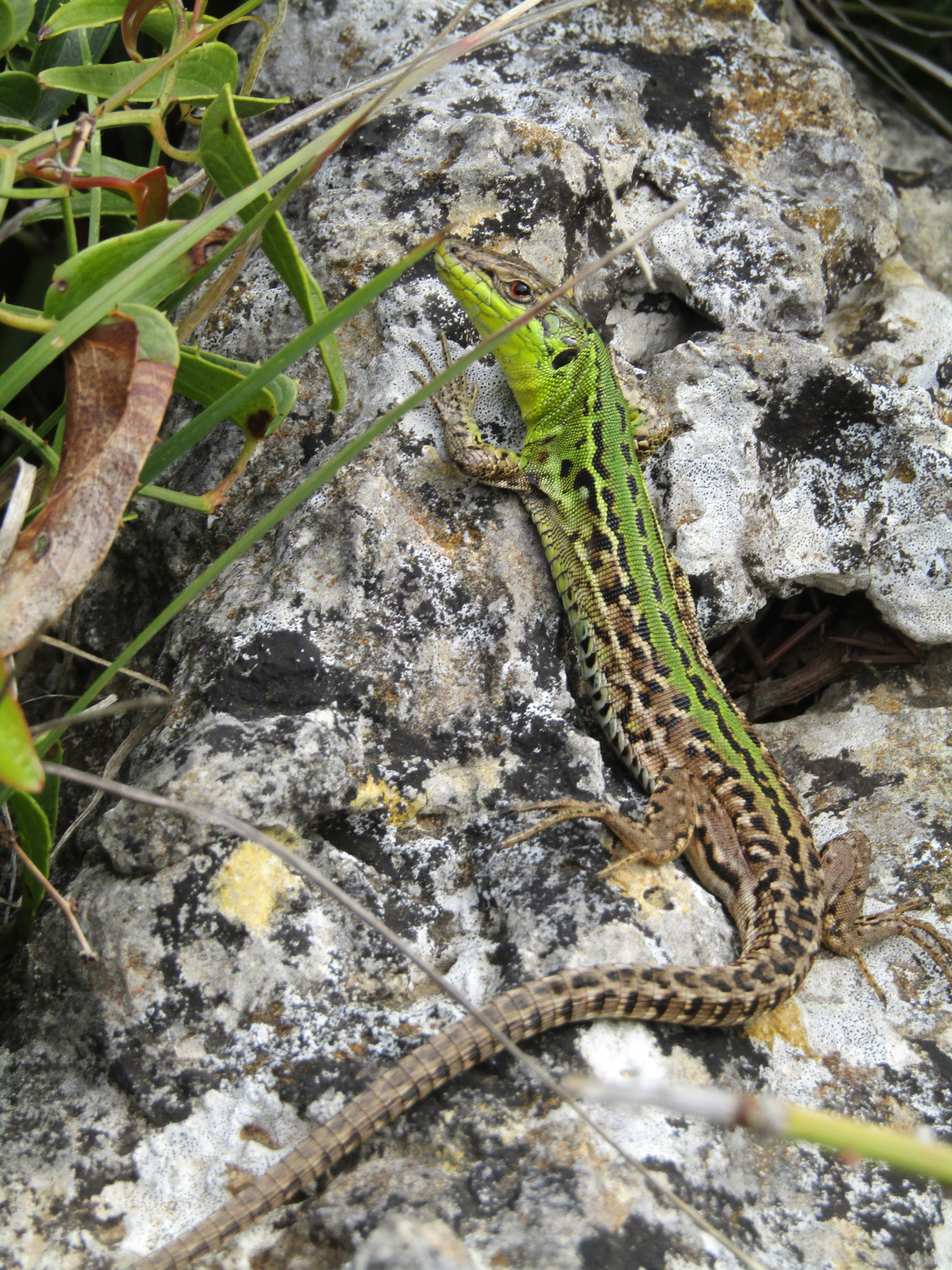 Southern Italian Wall Lizard - Podarcis siculus siculus