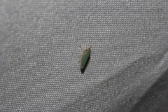 Xyphon reticulatum