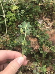 Medicago lupulina