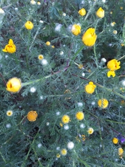 Anacyclus radiatus