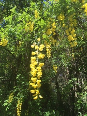 Laburnum anagyroides