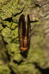 Peplomyza