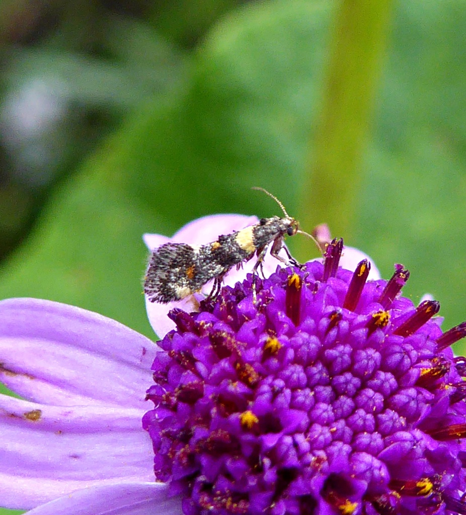 Chrysoesthia boseae