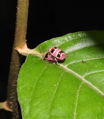 Asphaera quadrifasciata