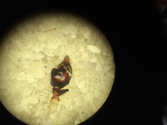 Dolomedes tenebrosus