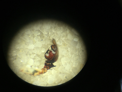 Dolomedes tenebrosus