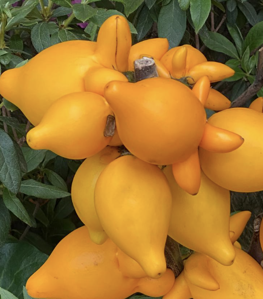 Imagem de Pé-de-melancia