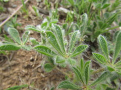 Lupinus micranthus