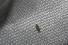 Xyphon reticulatum