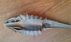 Callorhinchus capensis