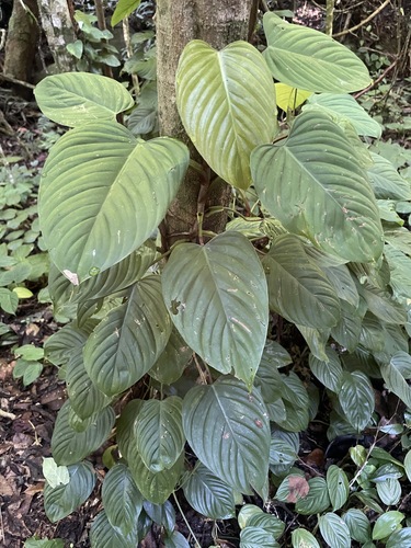 Philodendron (Philodendron ornatum)
