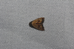 Tripudia goyanensis