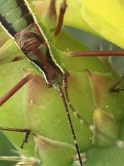 Rhabdocerca tridactyla