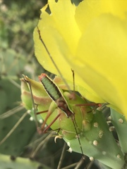 Rhabdocerca tridactyla