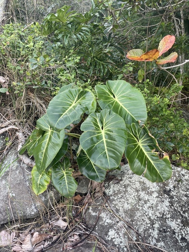 Foto de Filodendro Brasil