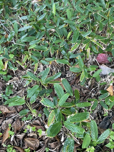 Ctenanthe marantifolia