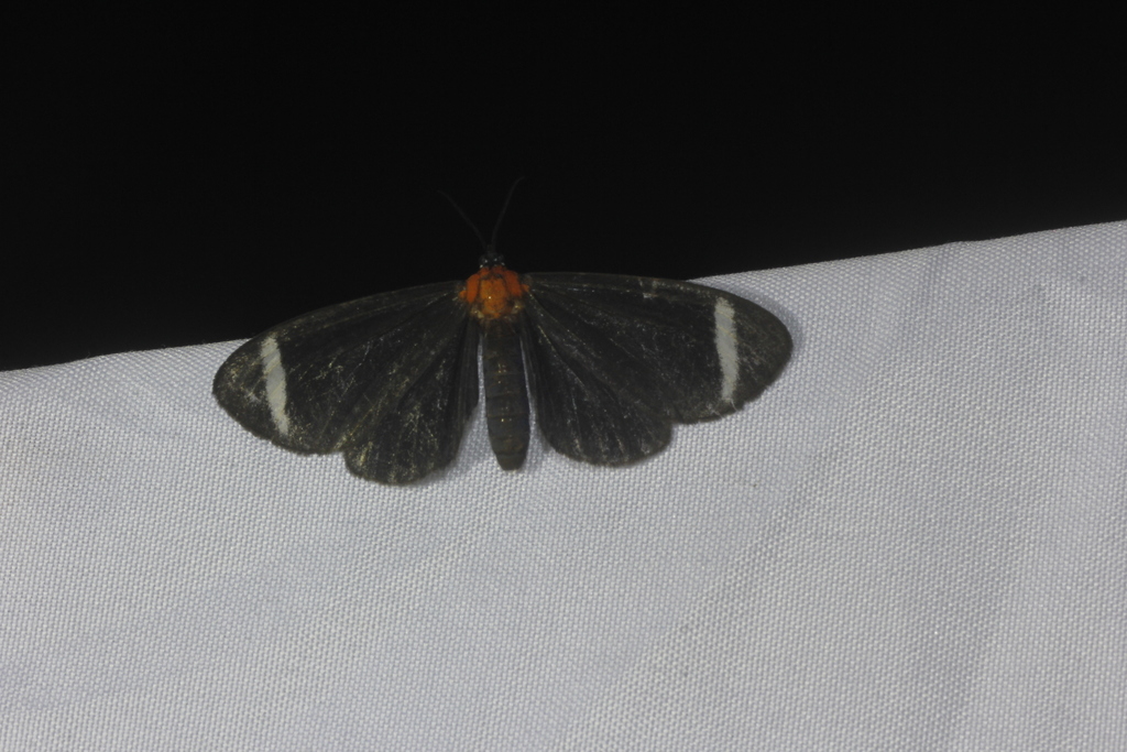 Hyalurga chthonophyle