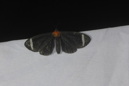 Hyalurga chthonophyle