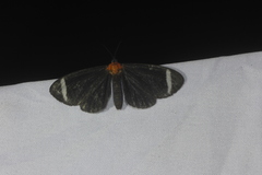 Hyalurga vinosa