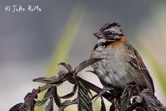 Zonotrichia capensis