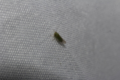 Euceropsylla