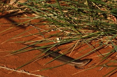Clay-Soil Ctenotus photo 1