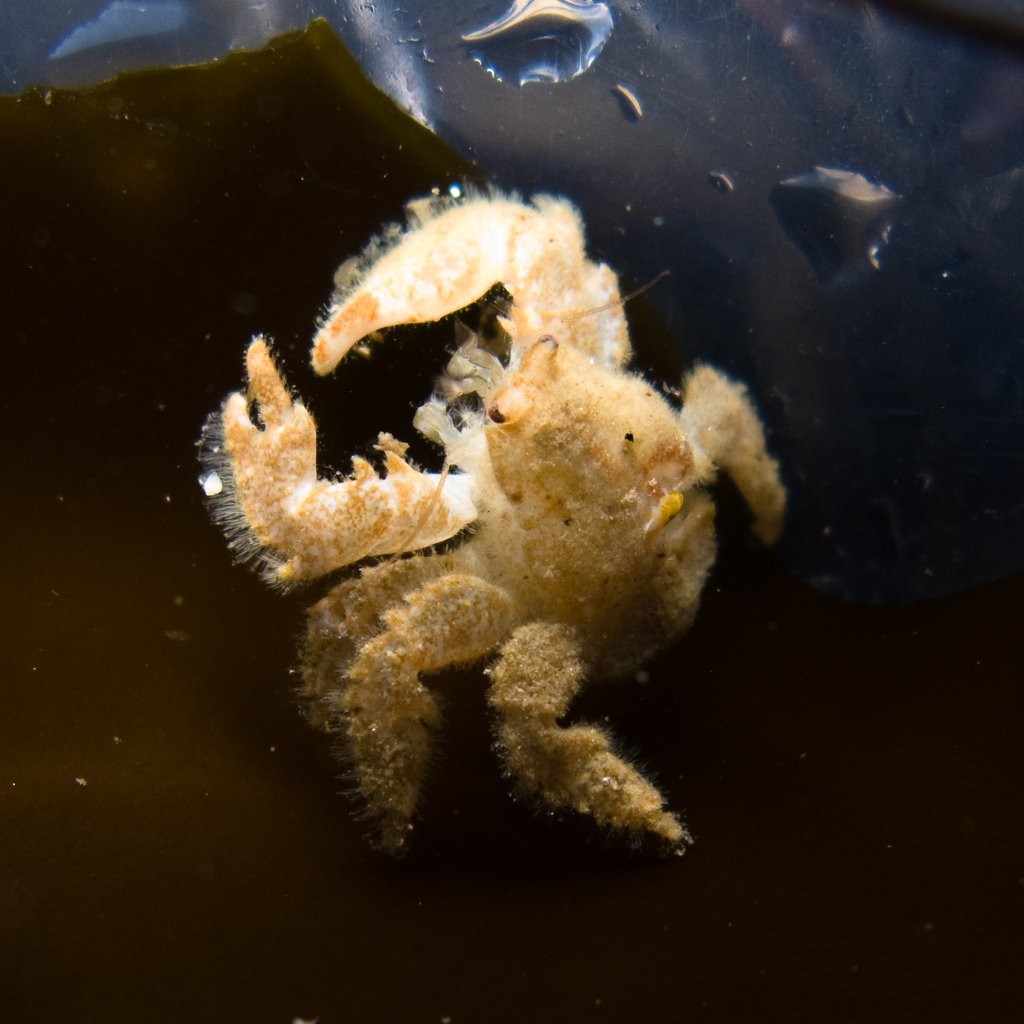 furry crab