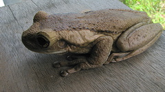 Trachycephalus mesophaeus