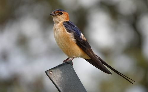 European Red-rumped Swallow