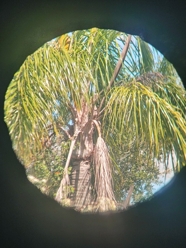 Queen palm