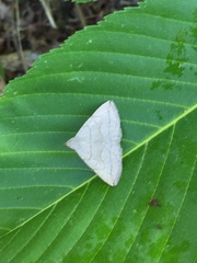 Zanclognatha pedipilalis