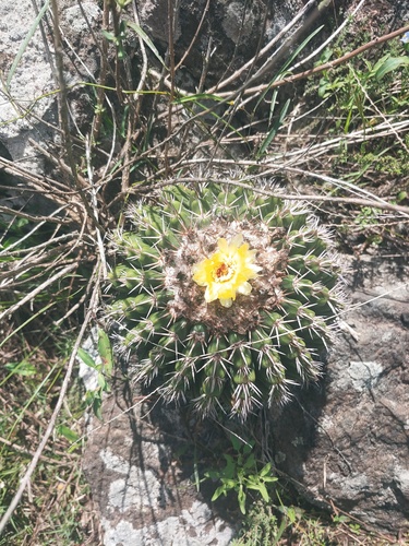 Parodia erinaceus