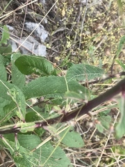 Vernonia greggii