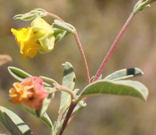Image of Hermannia lavandulifolia by (c) Nicola van Berkel, some rights reserved (CC BY-SA)