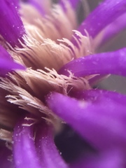 Vernonia greggii