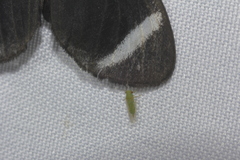 Euceropsylla