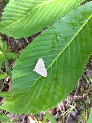 Zanclognatha pedipilalis