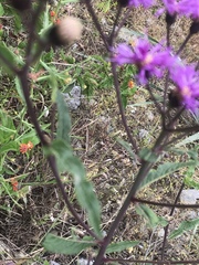 Vernonia greggii