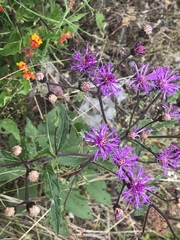 Vernonia greggii