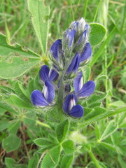 Lupinus micranthus