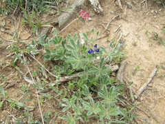 Lupinus micranthus