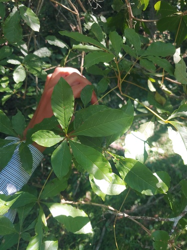 Vitex megapotamica