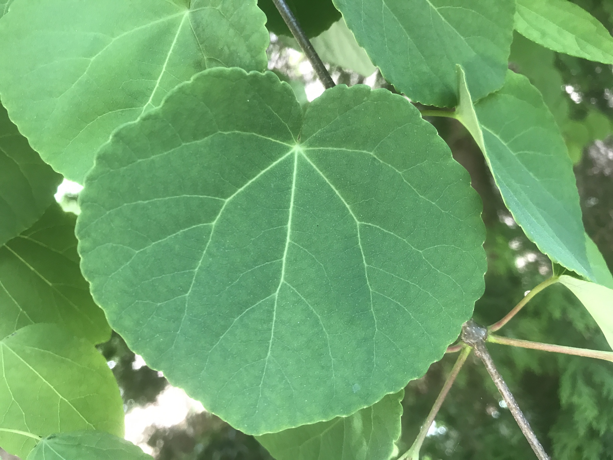 Cercidiphyllum japonicum