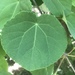 Katsura Tree - Photo (c) Alan Weakley, some rights reserved (CC BY-NC), uploaded by Alan Weakley
