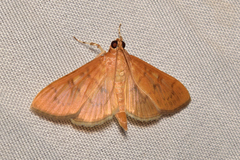 Psara