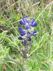 Lupinus micranthus