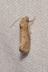 Acrolophus forbesi