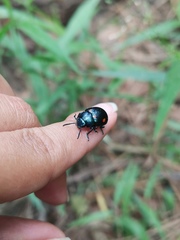 Labidomera suturella