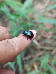 Labidomera suturella